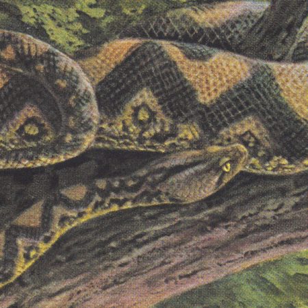 rainforest spiritual